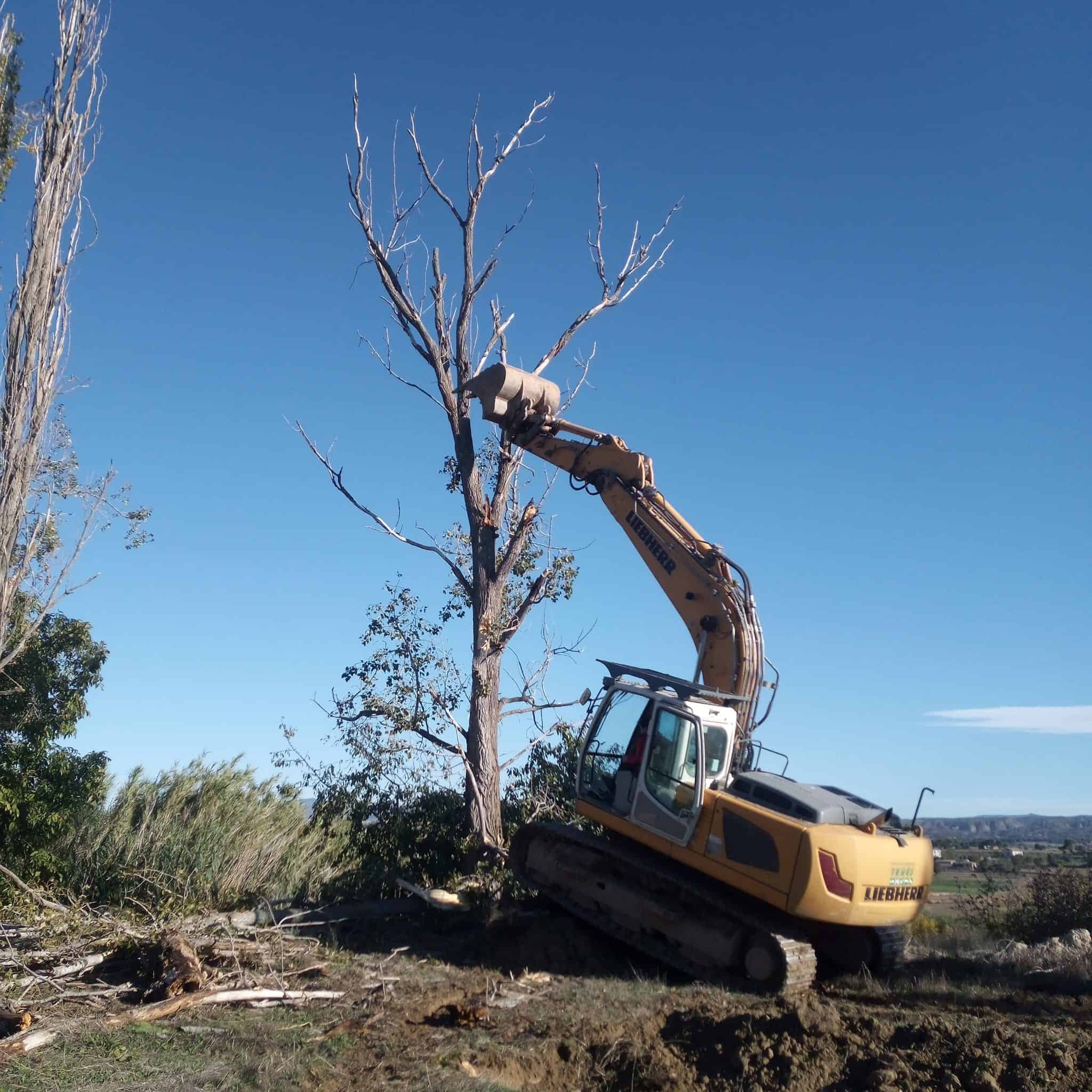 CUIDADO DEL ARBOL PARADO Y CAÍDO, TRABAJOS Y SERVICIOS DE PODA Y DESPIECE, UTILIZANDO EXCAVADORA ELÉCTRICA EN REMODELACIÓN PAISAJÍSTICA.